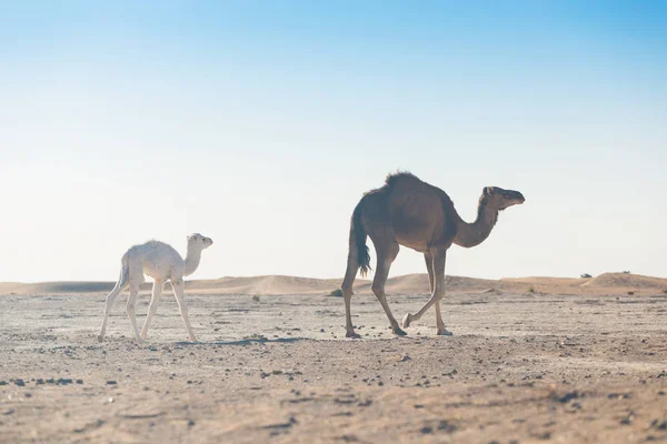Mother Baby Camel Sahara Desert Beautiful Wildlife Oasis Camels Walking — 스톡 사진