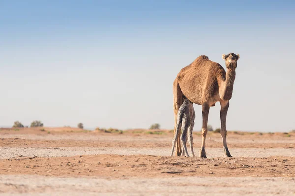 Mor Och Barn Kamel Sahara Öknen Vackert Djurliv Nära Oas — Stockfoto