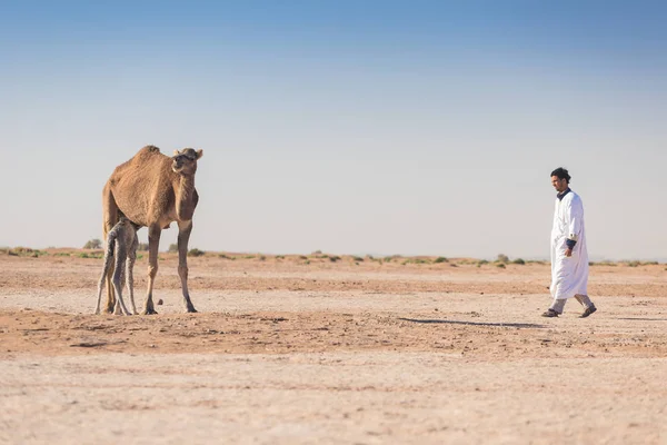 Mor Och Barn Kamel Sahara Öknen Vackert Djurliv Nära Oas — Stockfoto