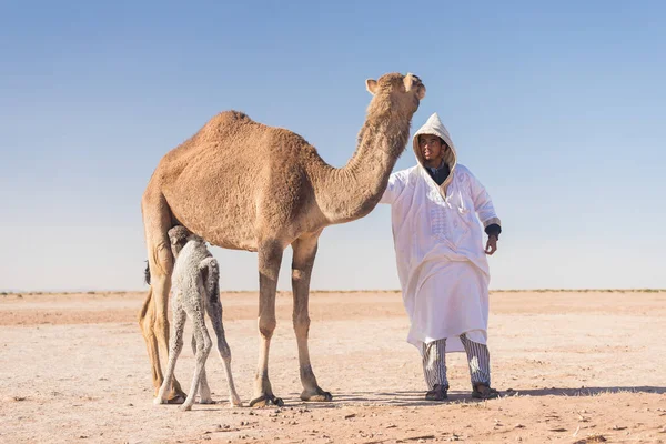 Sahra Çölü Nde Anne Bebek Deve Vaha Yakınlarındaki Güzel Vahşi — Stok fotoğraf