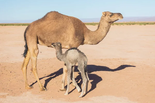 Dos Camellos Desierto Del Sahara Hermosa Fauna Cerca Oasis Camellos —  Fotos de Stock