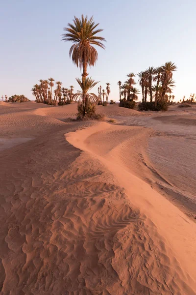 Palms Szahara Sivatagban Merzouga Marokkó Színes Naplemente Sivatagban Oázis Felett — Stock Fotó