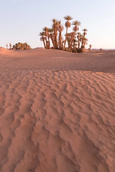 Palms Szahara Sivatagban Merzouga Marokkó Színes Naplemente Sivatagban Oázis Felett — Stock Fotó