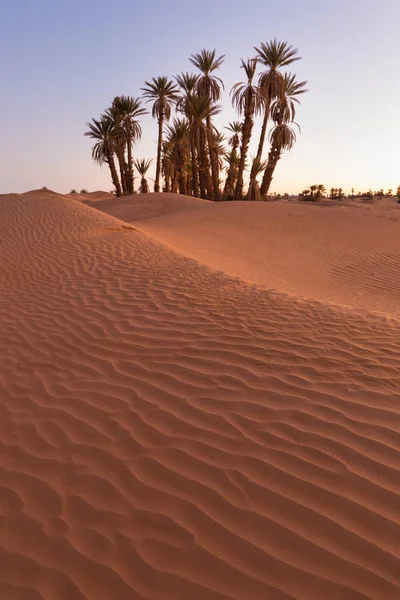 Palms Szahara Sivatagban Merzouga Marokkó Színes Naplemente Sivatagban Oázis Felett — Stock Fotó