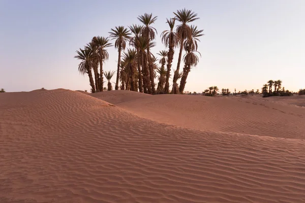 Palme Sul Deserto Del Sahara Merzouga Marocco Colorato Tramonto Nel — Foto Stock