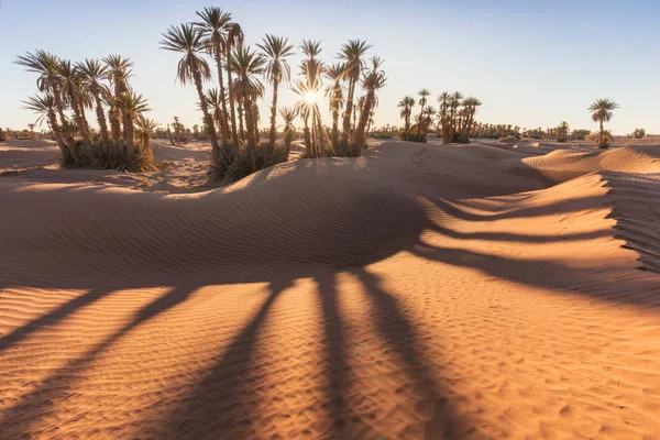 Palms Szahara Sivatagban Merzouga Marokkó Színes Naplemente Sivatagban Oázis Felett — Stock Fotó