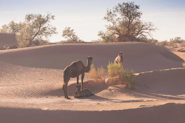 Camello Desierto Del Sahara Hermosa Fauna Cerca Oasis Camellos Caminando —  Fotos de Stock