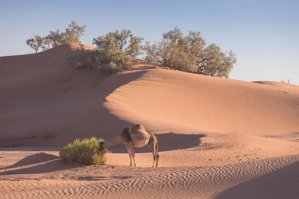 Camel Sahara Desert Beautiful Wildlife Oasis Camels Walking Morocco Picturesque — 스톡 사진