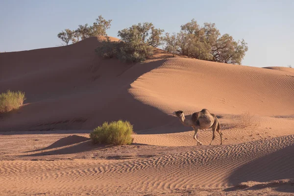 Camel Sahara Desert Beautiful Wildlife Oasis Camels Walking Morocco Picturesque — 스톡 사진