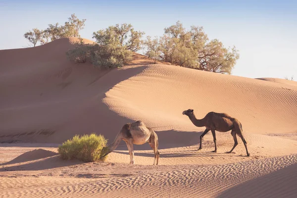 Två Kameler Saharaöknen Vackert Djurliv Nära Oasen Kameler Går Marocko — Stockfoto