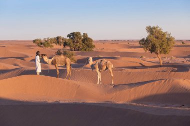 Bedeviler ve develer kum tepelerinden geçiyorlar. Sahra Çölü, Fas, Afrika silueti renkli manzaralı göçebe adamla güzel bir gün batımı..