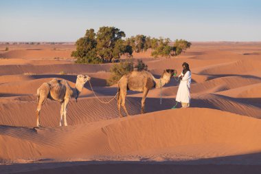 Sahara, Fas, 08-Ocak-2020 Bedevi ve kum tepelerinden geçen develer. Sahra Çölü, Fas, Afrika silueti renkli manzaralı göçebe adamla güzel bir gün batımı..