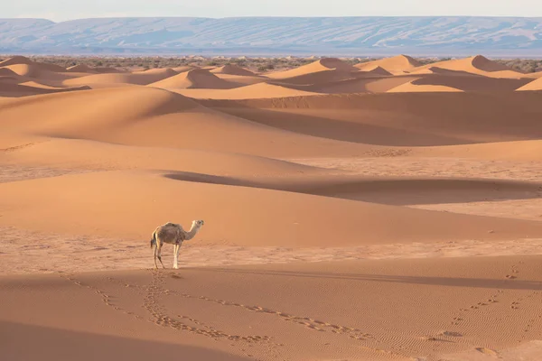 Kameel Woestijn Bij Zonsondergang Bij Merzouga Marokko Afrika Ontdekking Avontuur — Stockfoto