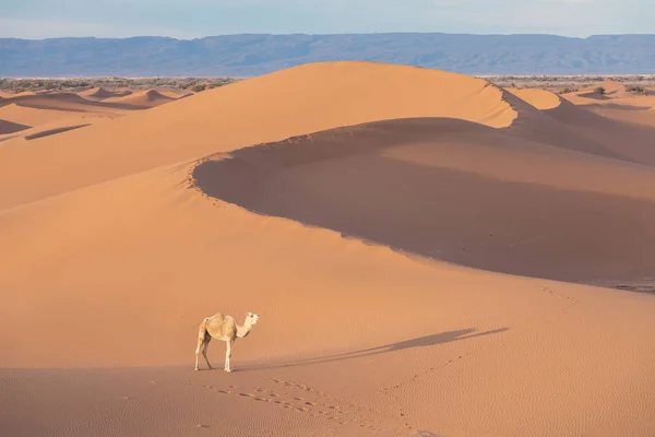 Camel Desert Sunset Merzouga Morocco Africa Discovery Adventure Travel Concept — 스톡 사진