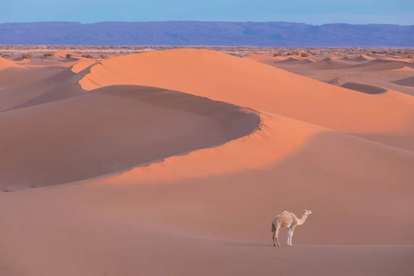 Kameel Woestijn Bij Zonsondergang Bij Merzouga Marokko Afrika Ontdekking Avontuur — Stockfoto