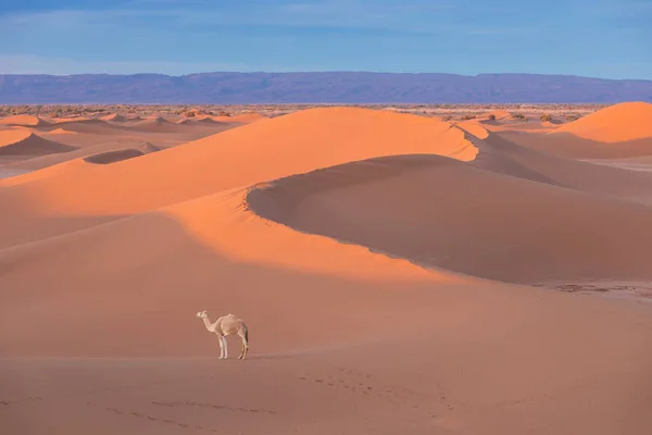 Kameel Woestijn Bij Zonsondergang Bij Merzouga Marokko Afrika Ontdekking Avontuur — Stockfoto