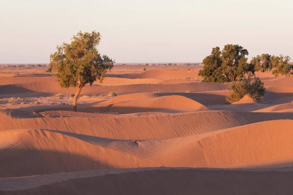 Vacker Solnedgång Med Stora Sanddyner Sahara Marocko Pittoreska Bakgrund Natur — Stockfoto