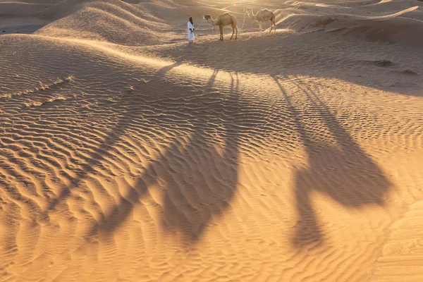 Bedouin Camels Way Sand Dunes Beautiful Sunset Caravan Sahara Desert — 스톡 사진