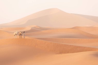 Bedeviler ve develer kum tepelerinden geçiyorlar. Sahra Çölü, Fas, Afrika silueti renkli manzaralı göçebe adamla güzel bir gün batımı..