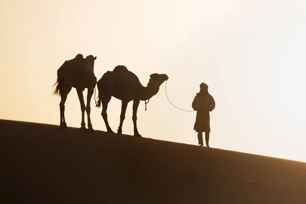 Βεδουίνων Και Καμήλες Στο Δρόμο Μέσα Από Αμμόλοφους Όμορφο Ηλιοβασίλεμα — Φωτογραφία Αρχείου