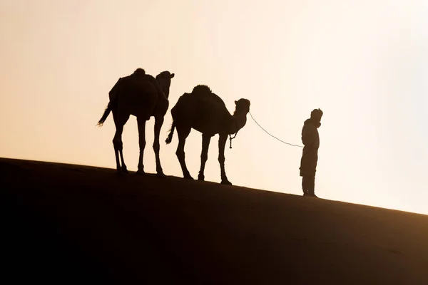 Beduini Cammelli Viaggio Tra Dune Sabbia Bellissimo Tramonto Con Carovana — Foto Stock