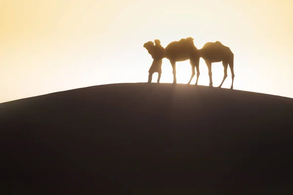 Bedoeïenen Kamelen Weg Door Zandduinen Prachtige Zonsondergang Met Caravan Sahara — Stockfoto