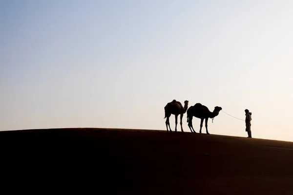 Beduínos Camelos Caminho Através Dunas Areia Belo Pôr Sol Com — Fotografia de Stock