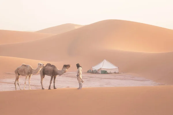 Beduinos Camellos Atravesando Dunas Arena Hermoso Atardecer Con Caravana Desierto — Foto de Stock