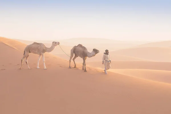 Sahara Morocco Janeiro 2020 Beduínos Camelos Caminho Através Dunas Areia — Fotografia de Stock