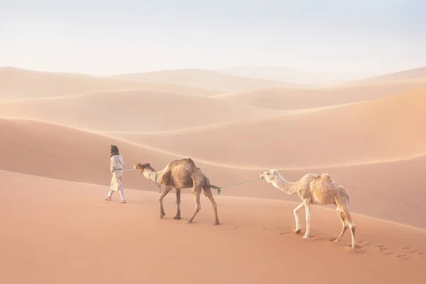 Bedouin Camels Way Sand Dunes Beautiful Sunset Caravan Sahara Desert — 스톡 사진