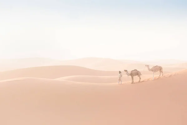 Bedeviler Develer Kum Tepelerinden Geçiyorlar Sahra Çölü Fas Afrika Silueti — Stok fotoğraf