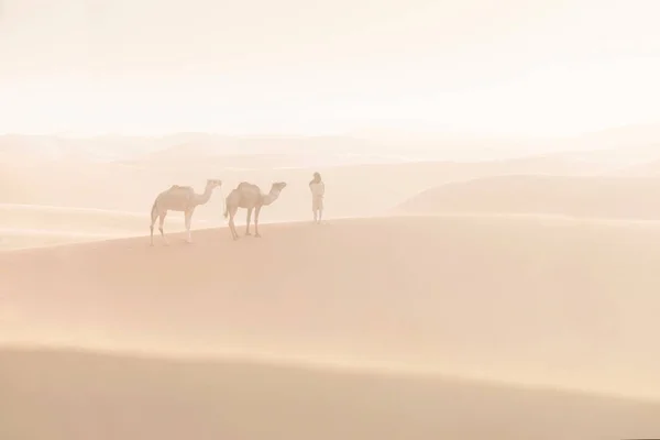 Bedouin Camels Way Sand Dunes Beautiful Sunset Caravan Sahara Desert — 스톡 사진