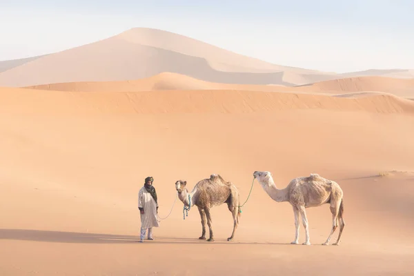 Sahara Marruecos Enero 2020 Beduinos Camellos Camino Través Dunas Arena — Foto de Stock