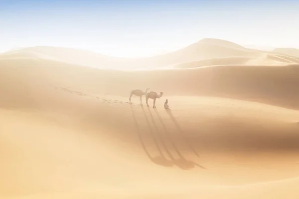 Bedouin Camels Way Sand Dunes Beautiful Sunset Caravan Sahara Desert — 스톡 사진