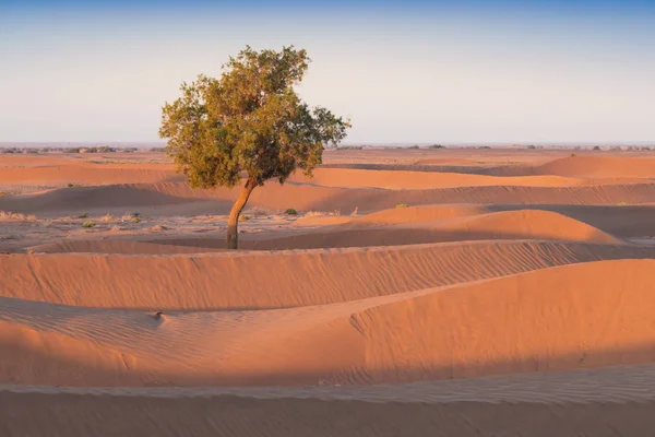 Desert Landscape Sand Dunes Sunset Sky Merzouga Morocco Africa Discovery — 스톡 사진