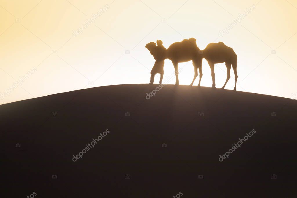 Bedouin and camels on way through sand dunes. Beautiful sunset with caravan in Sahara desert, Morocco, Africa Silhouette nomad man with colorful landscape.