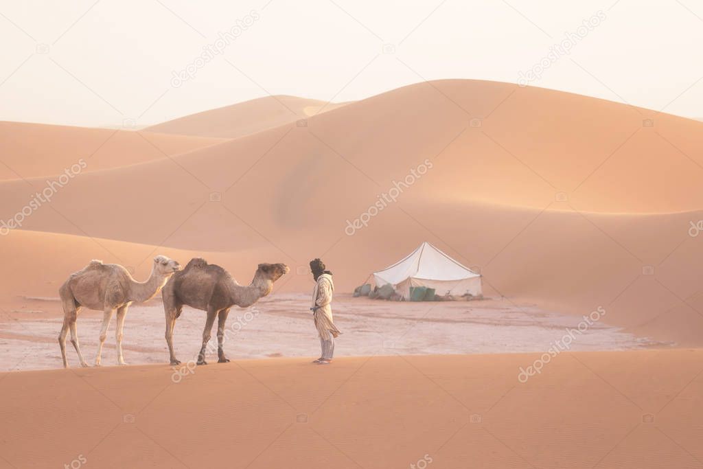 Bedouin and camels on way through sand dunes. Beautiful sunset with caravan in Sahara desert, Morocco, Africa Silhouette nomad man with colorful landscape.