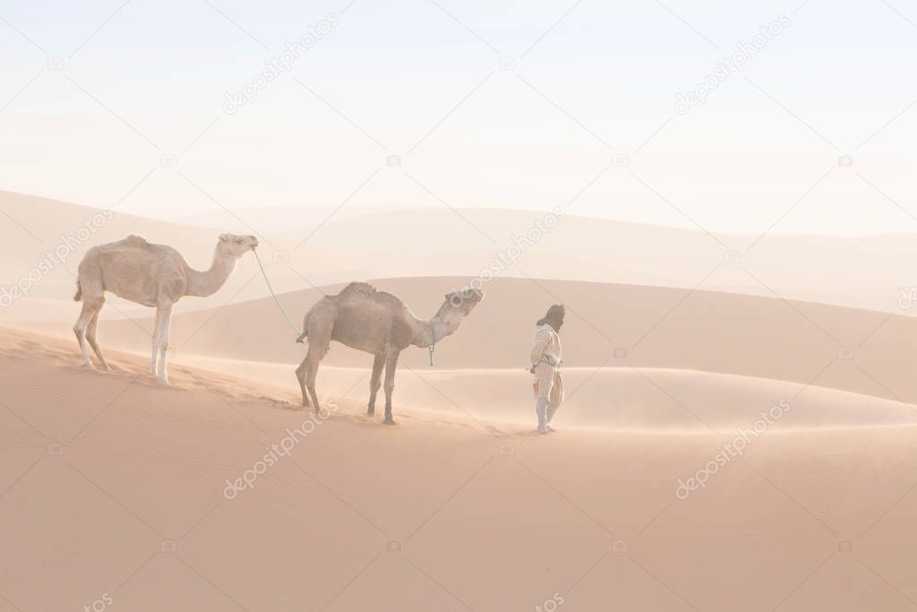 Bedouin and camels on way through sand dunes. Beautiful sunset with caravan in Sahara desert, Morocco, Africa Silhouette nomad man with colorful landscape.