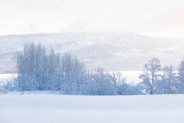 Colorado, ABD 'deki ilk kardan sonra inanılmaz bir manzara. Kış Harikalar Diyarı. Güzel bir kır yolu manzarası ve beyaz şekerleme gibi buzlu ağaçlar. Noel zamanı