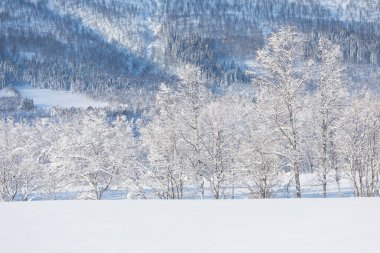 Colorado, ABD 'deki ilk kardan sonra inanılmaz bir manzara. Kış Harikalar Diyarı. Güzel bir kır yolu manzarası ve beyaz şekerleme gibi buzlu ağaçlar. Noel zamanı