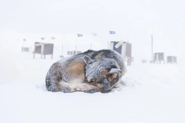 Arctic sled dogs during winter time, snow storm, Longyearbyen, Spitsbergen, Svalbard, Norway. Snowy blizzard. The Greenland Dog is a large breed of husky-type dog kept as a sled dog.