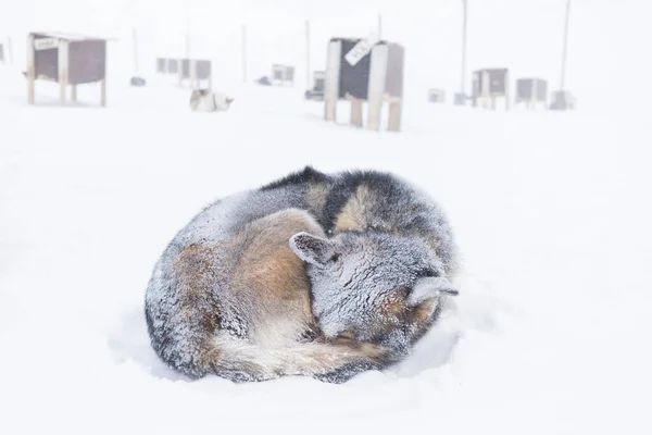 Arctic sled dogs during winter time, snow storm, Longyearbyen, Spitsbergen, Svalbard, Norway. Snowy blizzard. The Greenland Dog is a large breed of husky-type dog kept as a sled dog.