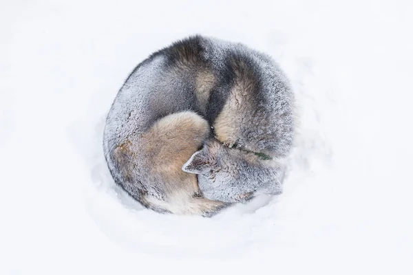 Cães Trenós Árticos Durante Inverno Tempestade Neve Longyearbyen Spitsbergen Svalbard — Fotografia de Stock