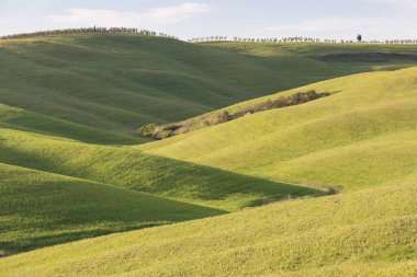 Tuscany 'nin yeşil bahar manzarasının güzel renkleri. İtalya 'nın en popüler yeri. Yeşil tarlalar, mavi gökyüzü ve Siena yakınlarındaki Cypress ağaçları manzaralı yol. Seyahat tatili konsepti