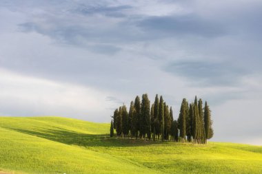Tuscany 'nin yeşil bahar manzarasının güzel renkleri. İtalya 'nın en popüler yeri. Yeşil tarlalar, mavi gökyüzü ve Siena yakınlarındaki Cypress ağaçları manzaralı yol. Seyahat tatili konsepti