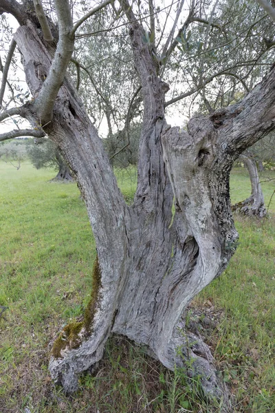 Tradicional Viejo Olivos Plantación Cielo Mañana Tierras Agrícolas Italia Región — Foto de Stock