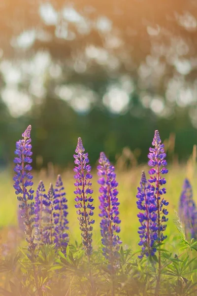 Flores Altramuz Púrpura Cierran Aire Libre Lupinus Lupini Campo Altramuz — Foto de Stock