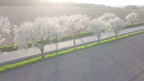 Cerejeiras Florescentes Primavera — Vídeo de Stock