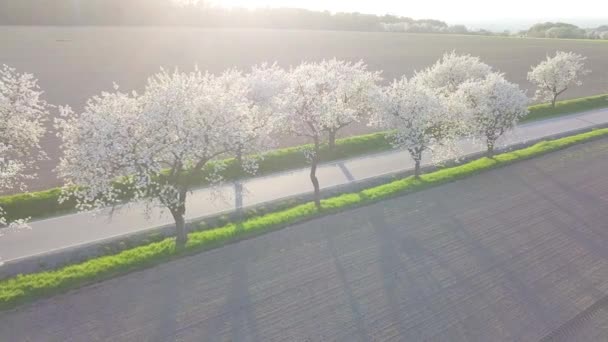 Bloeiende Kersenbomen Het Voorjaar — Stockvideo