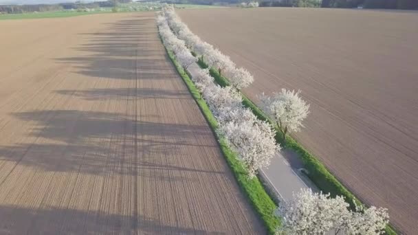 Alberi Ciliegio Fiore Primavera — Video Stock